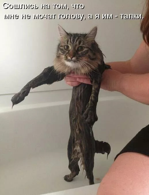 Иногда животные могут быть очень похожи на людей