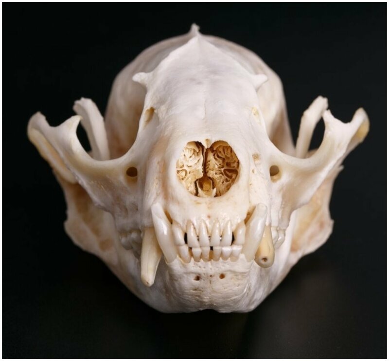 15 милых животных, чьи черепа как будто созданы для фильмов ужасов животные