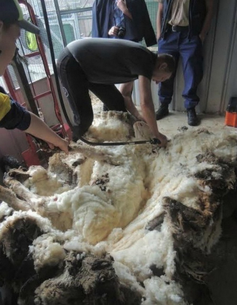 Что сделает природа с овцой-мериносом за 5 лет бродяжничества Что сделает природа с овцой-мериносом за 5 лет бродяжничества животные,природа