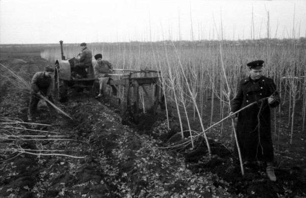 Самый амбициозный план Сталина: как «вождь народов» хотел изменить климат в СССР?