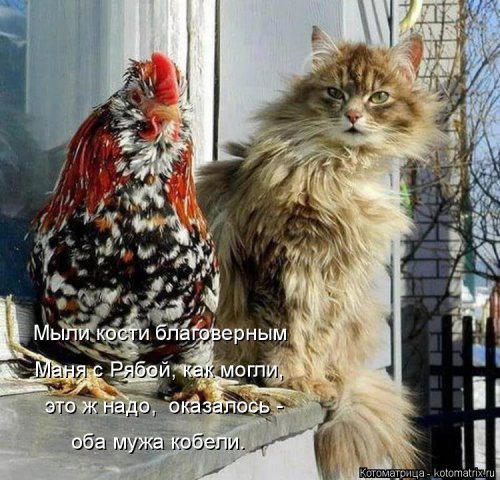 Новая котоматрица для всех (20 шт)