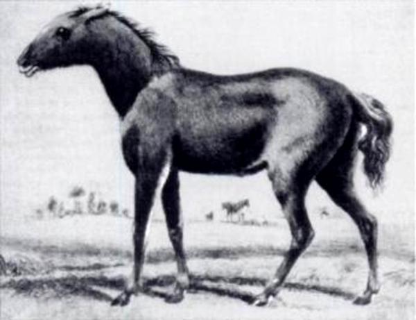 Лошадь тарпан — предок современной лошади. Описание, виды, среда обитания и причины вымирания популяции