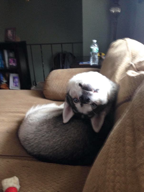 My Dog Broke My Dog Broke