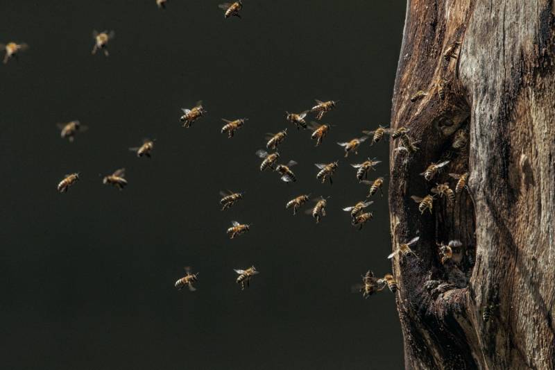 Тайны диких пчел