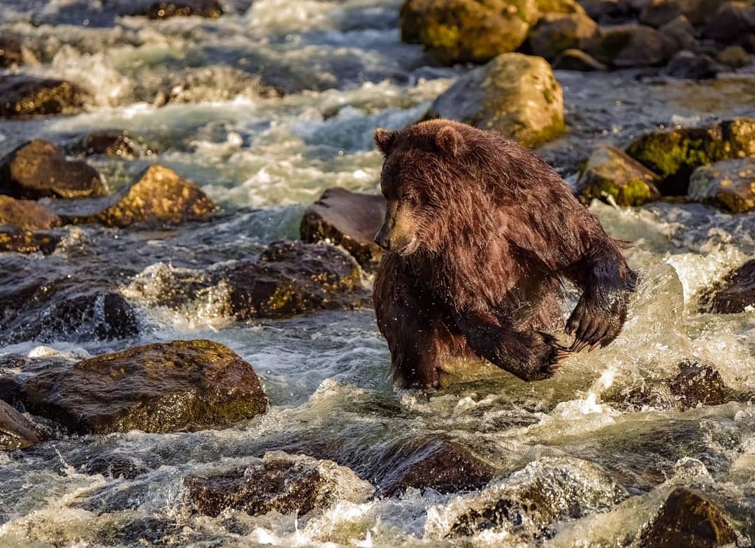 Где живет камчатский медведь