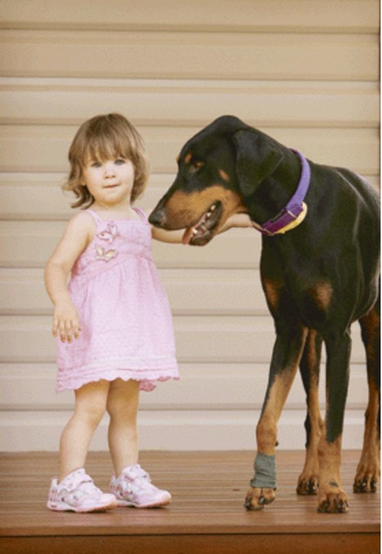О том как доберман Хан спас 17-месячную дочку хозяина животные, истории, пёс-герой, собаки