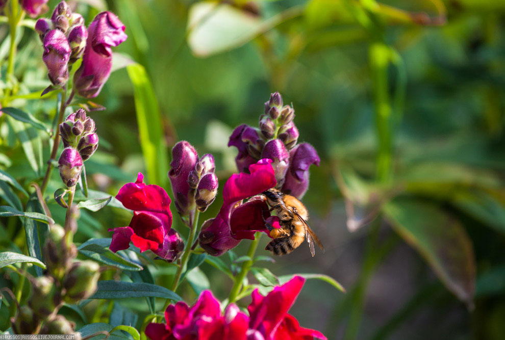 Хинганский заповедник на Дальнем Востоке Хинганский заповедник на Дальнем Востоке Путешествия,фото