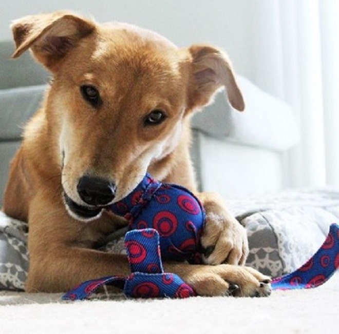 Собака играет