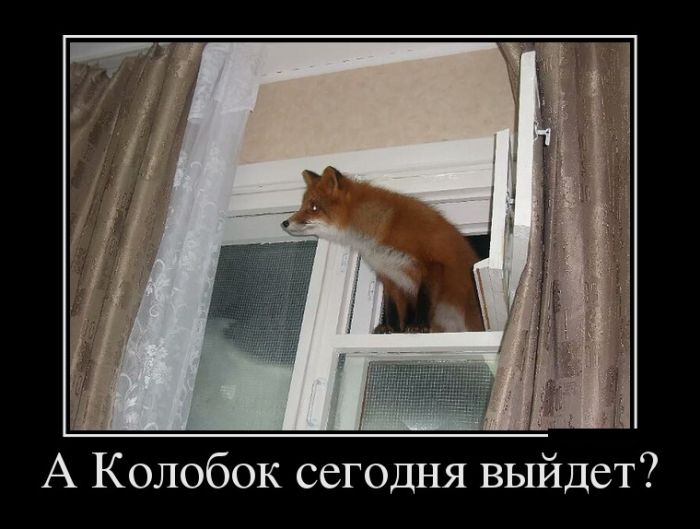 Демотиваторы выходного  дня 