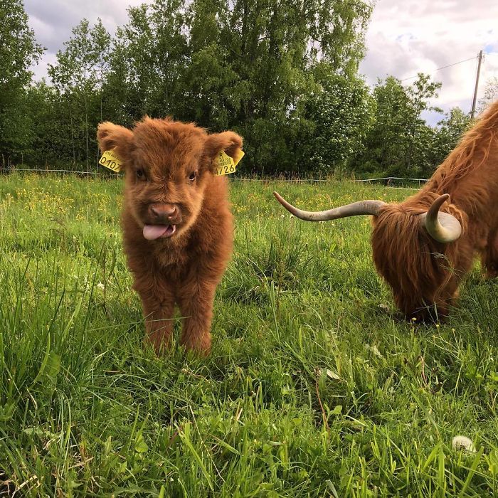 Cute-Baby-Highland-Cattle-Calves