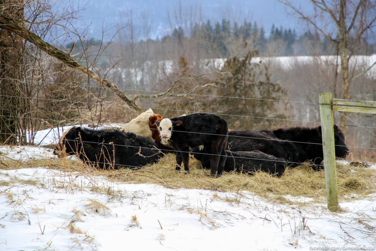 Сравните сами:  как живут простые люди  США ,  в 200 км от Нью-Йорка глубинка