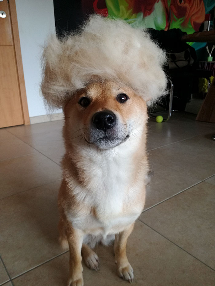dog-hair-wig-shiba-sumi-2
