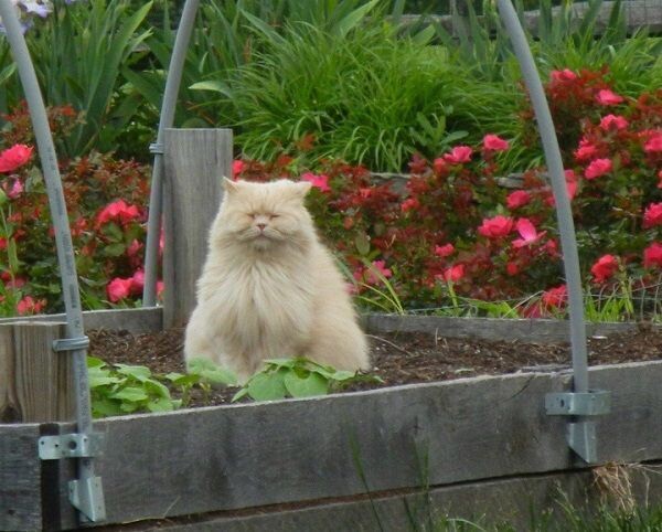 Коты в саду и на даче. 20 смешных, удивительных и просто няшных фото Коты в саду и на даче. 20 смешных, удивительных и просто няшных фото кошки, Только, кошка, хозяйка, цветы, вместо, мышей, этого, совершенно, котов, показать, вредителями, кошек, просто, чудеса13А, знаете, почему, некоторые, стремятся, залезть