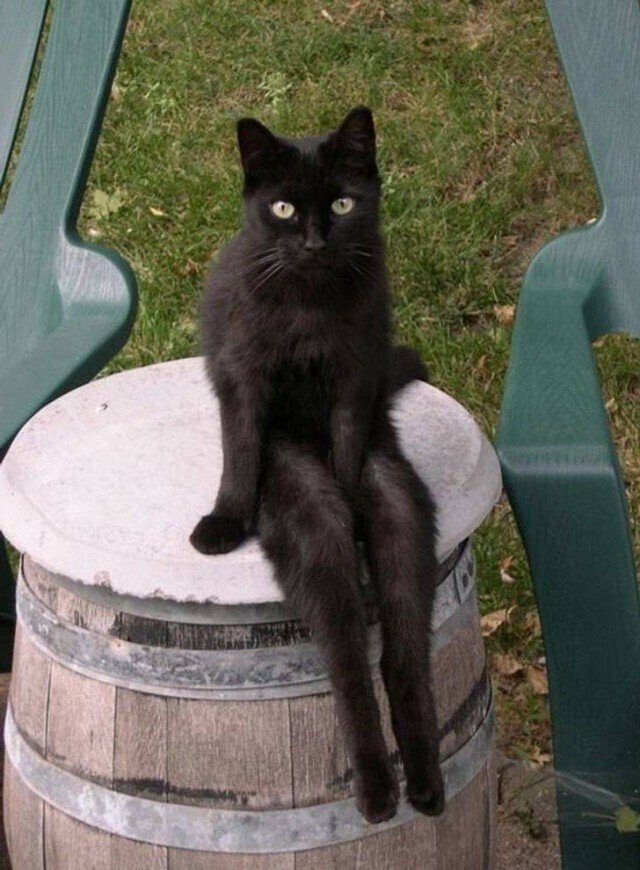 Иногда животные могут быть очень похожи на людей