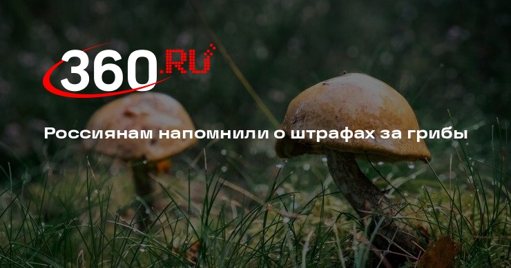 Адвокат Кудерко: сбор некоторых грибов может закончиться штрафом или тюрьмой