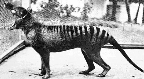 Тасманийский волк – загадочный хищник Австралии