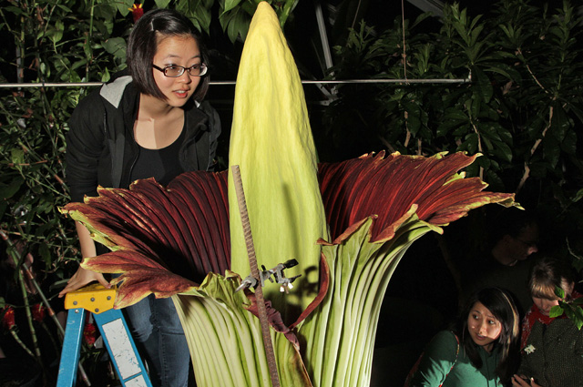 Amorphophallus titanum.