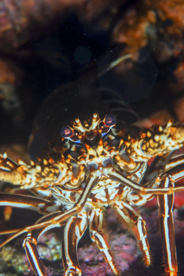 Подводные фотографии одного из самых лучших мест Бразилии ─ архипелага Фернанду-ди-Норонья 