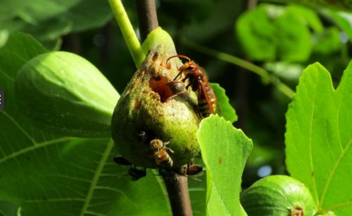 ТОП-10: Самые странные и восхитительные союзы между животными и растениями животные,насекомые,природа,растения