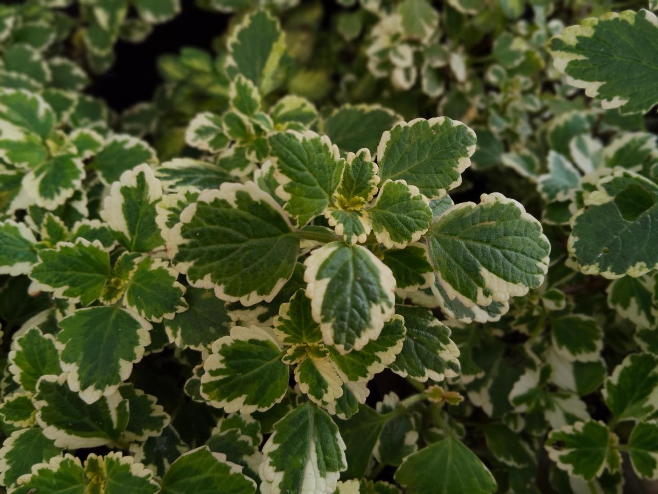 Никаких фикусов: 7 комнатных растений, полезных для иммунитета растение, ухаживать, растения, рассеянный, листья, полив, 20–25, можно, может, которые, листьями, зимой, аромат, кв мКак, формальдегид, выделяет, помогает, воздуха, кустарник, фитонциды