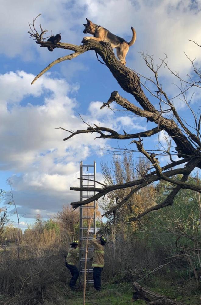 Собака тянется к коту