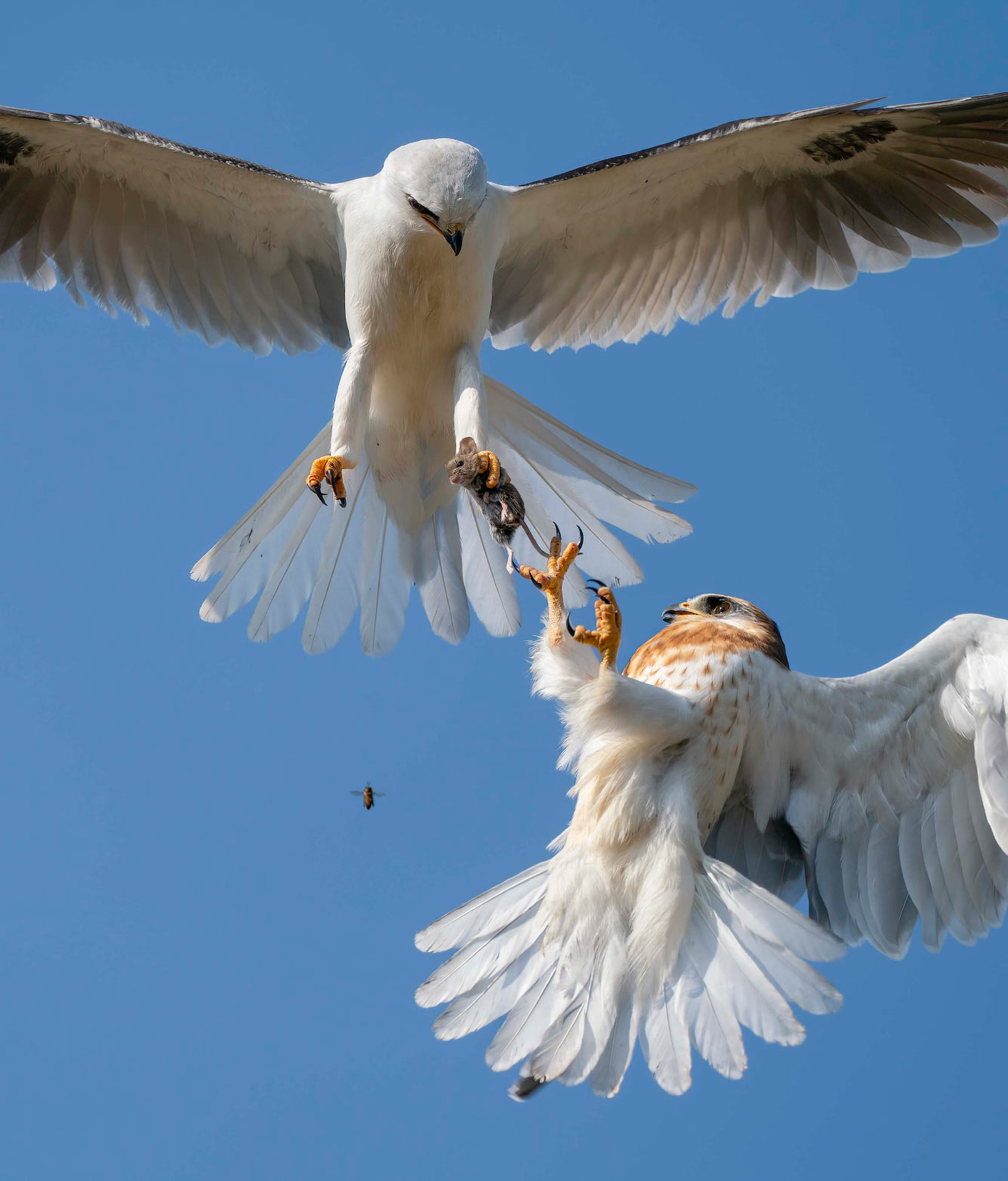 Семейная разборка за добычу орланов-белохвостов