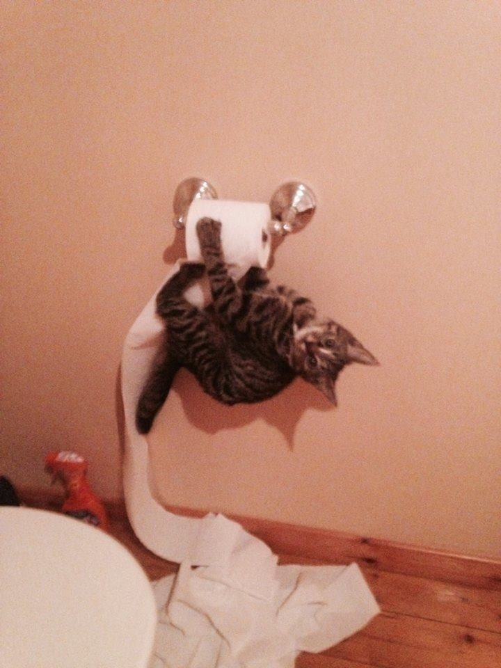 Животные, которые заставят вас улыбнуться