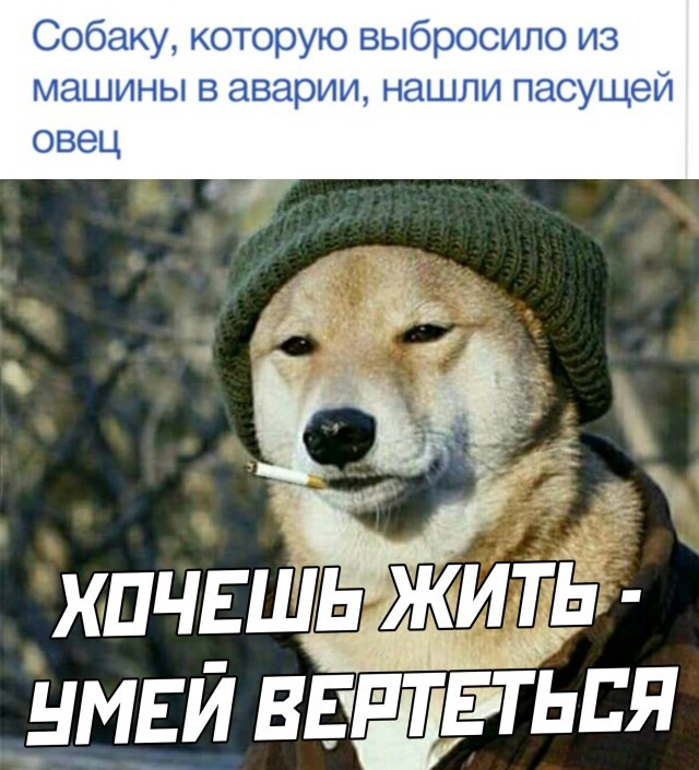 Подборка прикольных картинок Подборка прикольных картинок приколы,смешные картинки,юмор