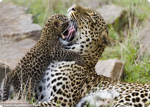 Картинки по запросу фото леопард с детенышем