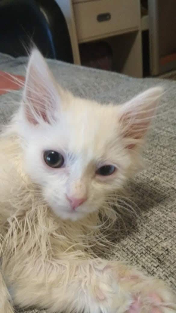 белый котенок