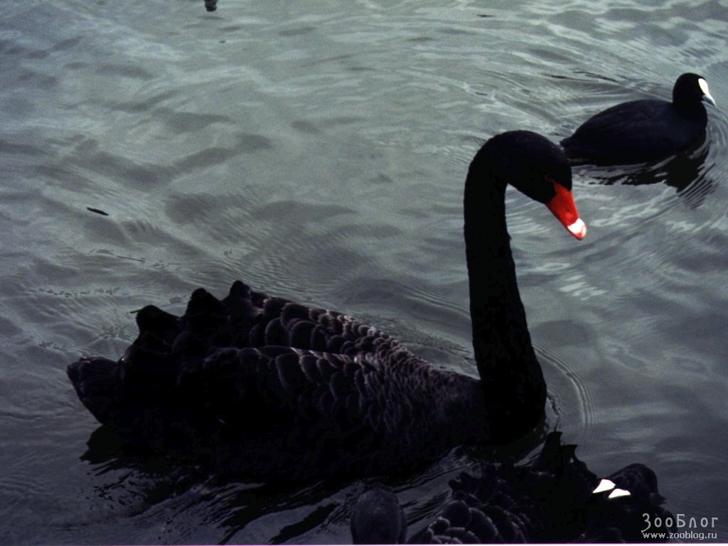 Восстание черного лебедя 2022. Черный лебедь птица. Черный лебедь в полете. Черный и белый лебедь. Черный лебедь Эстетика.