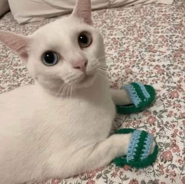 Очарование животных: моменты, которые заставляют улыбаться  