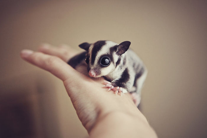 Baby Sugar Glider