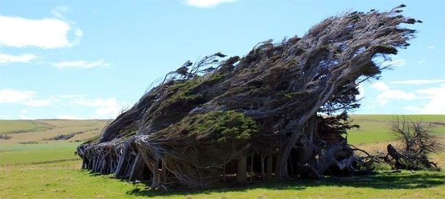 Гнутые деревья Новой Зеландии (13 фото)