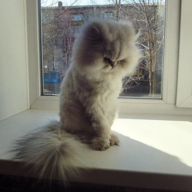 Блог - 14 смешных фото котов, которые обиделись на своих хозяев 14 смешных фото котов, которые обиделись на своих хозяев
