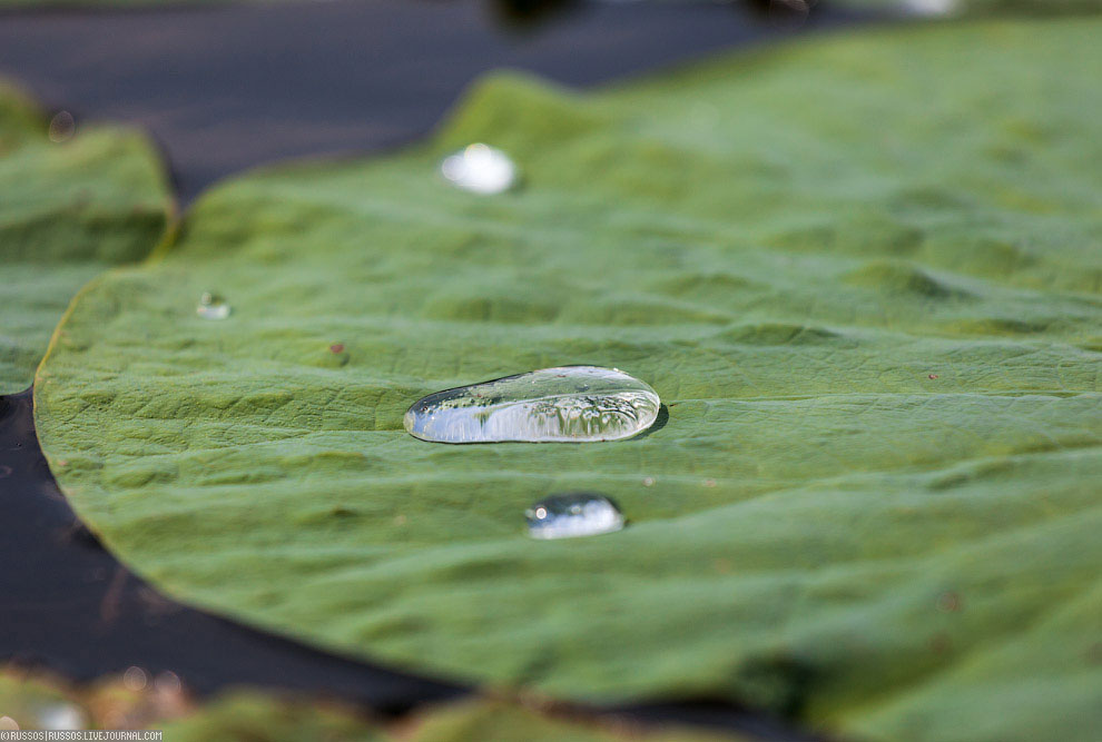 Хинганский заповедник на Дальнем Востоке Хинганский заповедник на Дальнем Востоке Путешествия,фото