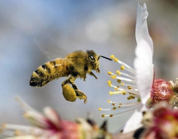 10. Сбор пыльцы животные, насекомые, пчёлы, факты