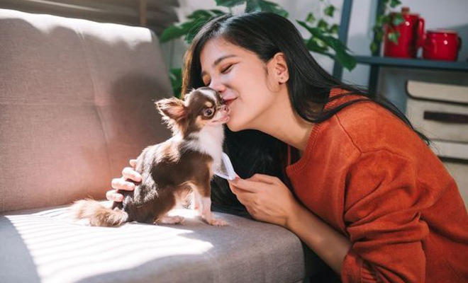 Женщина потеряла чихуахуа во Франции, а через неделю та нашлась в Португалии: каким-то образом собака преодолела 1700 км