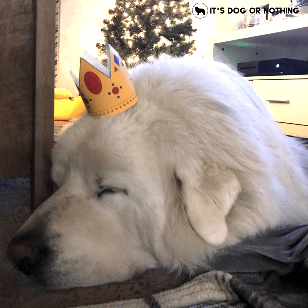 Does your dog need a new memory foam mattress? I'm pretty sure he does. Enter here to win a dog bed from Bark!