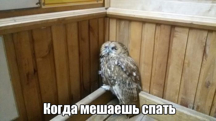 Подборка веселых и прикольных фотографий с надписями картинки с надписями,смешные картинки,смешные комментарии