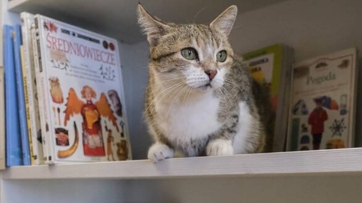 Пользователей Сети рассмешила гиперактивная кошка Мася с талантом актрисы Общество