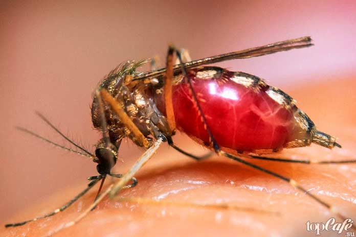 Самые опасные комары: Ранее получить смертельный