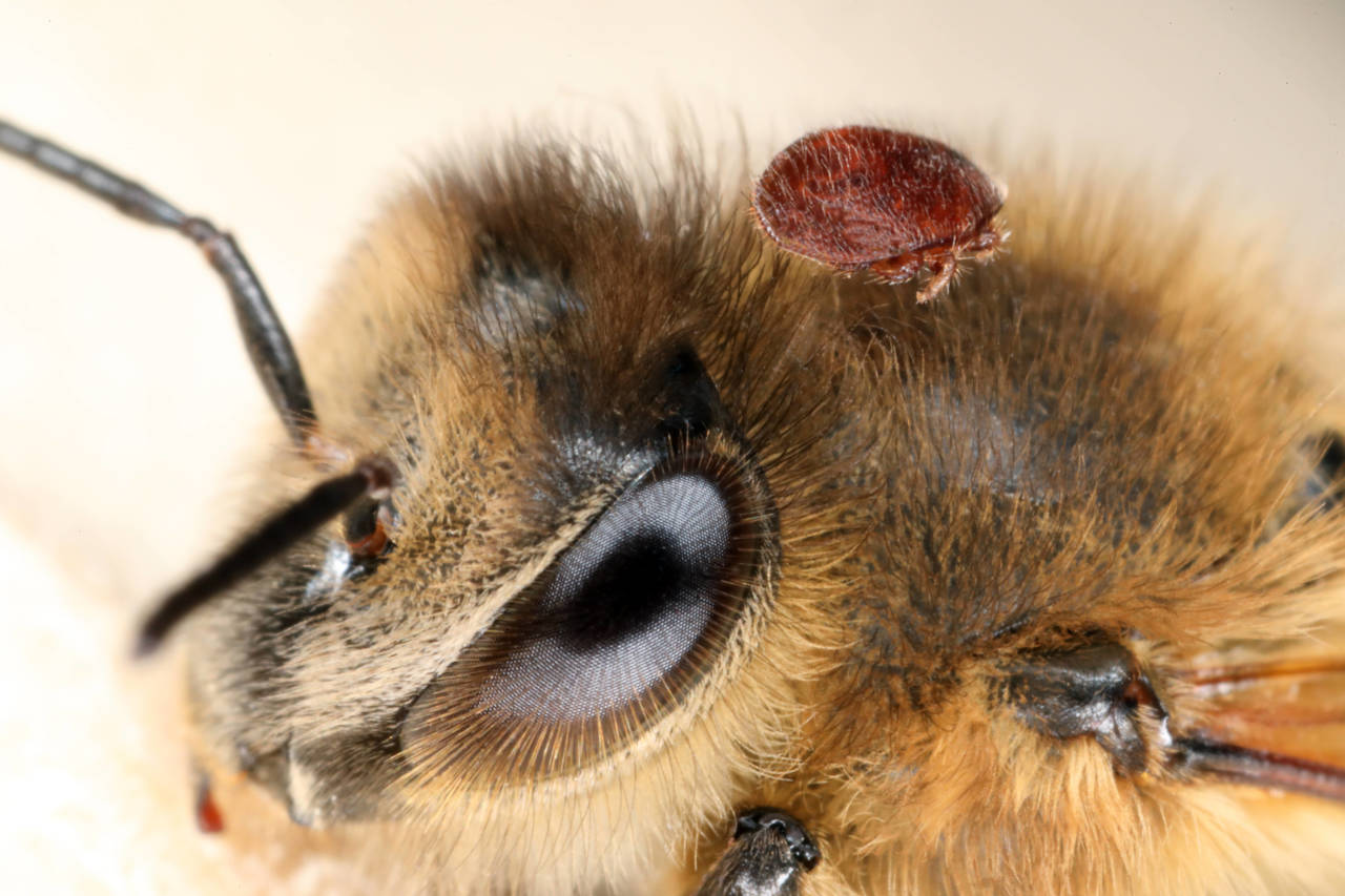 10 важных фактов о пчелах