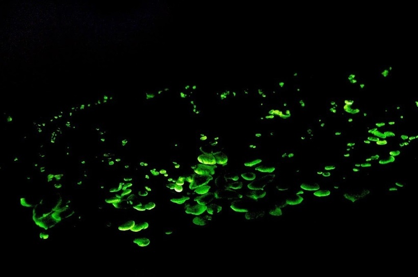 Шоу света от матери-природы: грибы, светящиеся в темноте Шоу света от матери-природы: грибы, светящиеся в темноте природа,Путешествия,фото