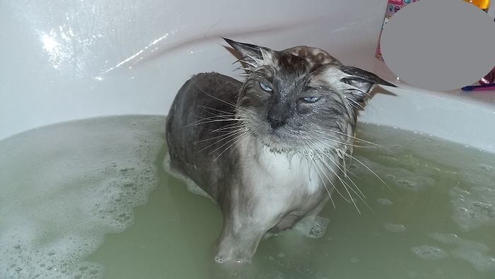 "Я вам это еще припомню..." "Я вам это еще припомню..." банный день, ванна, животные, купание, шок