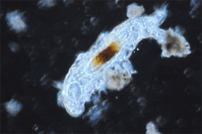 microagua / flickr.com