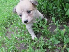 щенок в траве