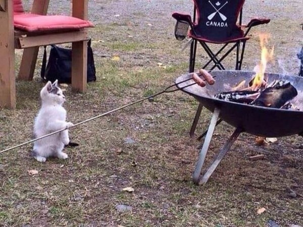 Коты в саду и на даче. 20 смешных, удивительных и просто няшных фото Коты в саду и на даче. 20 смешных, удивительных и просто няшных фото кошки, Только, кошка, хозяйка, цветы, вместо, мышей, этого, совершенно, котов, показать, вредителями, кошек, просто, чудеса13А, знаете, почему, некоторые, стремятся, залезть