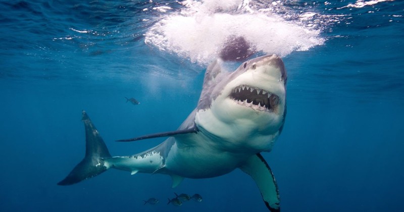 Большие белые акулы животные, интересное, море, опасность, подборка, факты, фауна