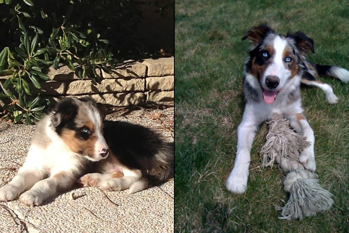 Гелиос - 2 месяца и полгода до и после, животные, любимцы, мило, питомцы, собаки, трогательно, фото